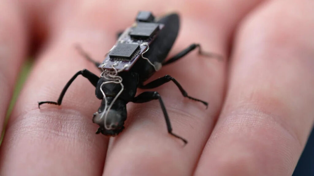 An image of a cyborg cockroach. Credit: 9News